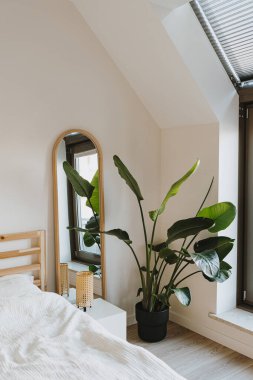 Modern iç tasarım konsepti. Minimum konforlu yatak odası. Ayna, tropik palmiye bitkisi, ahşap yatak, beyaz çarşaf, ahşap zemin