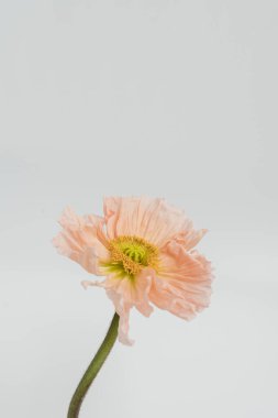 Beyaz arka planda şeftali rengi haşhaş çiçeği. Minimal stil natürmort çiçek kompozisyonu