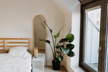 Modern ev dekorasyonu konsepti. Tropik bitki, pencere, ayna, beyaz çarşaflı yatak. Minimum rahat oturma odası