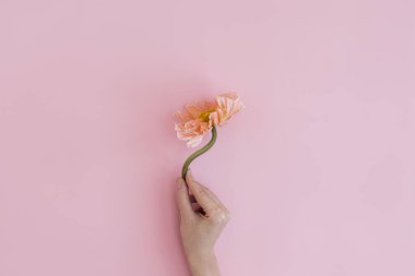 Kadın eli, pastel pembe arka planda narin pembe haşhaş çiçeği sapını tutuyor. Estetik yakın görünüm çiçek kompozisyonu