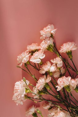 Pembe karanfilli çiçek buketi pembe arka planda, güneş ışığı gölgeli. Düz konum, üst görünüm minimal çiçek bileşimi