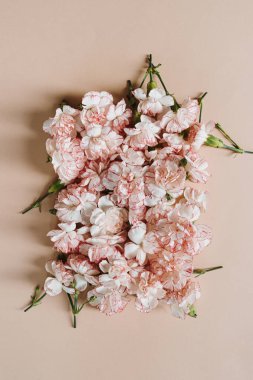 Pastel pembe arka planda pembe karanfil çiçekleri. Yaratıcı kare düzlük, üst görünüm en düşük çiçek bileşimi