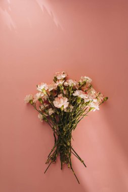 Pembe arka planda güzel pembe karanfil çiçekleri ve güneş ışığı gölgeleri. Zarif düz yatış, üst görünüm çiçekli kompozisyon estetik güneş ışığı gölgesi silueti