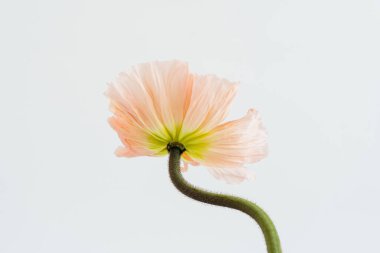 Beyaz arka planda şeftali rengi haşhaş çiçeği. Minimal stil natürmort çiçek kompozisyonu