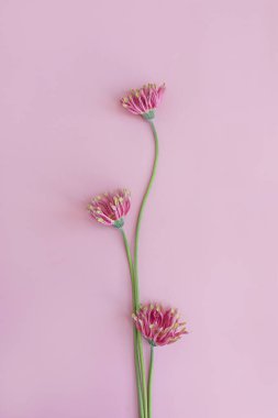 Pastel pembe arka planda zarif pembe Gerber çiçekleri. Estetik yakın görünüm çiçek kompozisyonu
