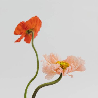 Beyaz arka planda narin şeftali pembesi ve kırmızı gelincik çiçekleri. Estetik yakın görünüm çiçek kompozisyonu