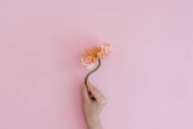 Kadın eli, pastel pembe arka planda narin pembe haşhaş çiçeği sapını tutuyor. Estetik yakın görünüm çiçek kompozisyonu