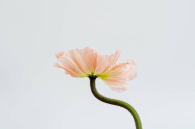 Beyaz arka planda zarif şeftali, pembe haşhaş çiçeği. Estetik çiçekli sadelik kompozisyonu. Manzara çiçeğini kapat