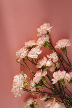Pembe karanfilli çiçek buketi pembe arka planda, güneş ışığı gölgeli. Düz konum, üst görünüm minimal çiçek bileşimi