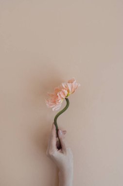 Tarafsız bronz bej arka planda, şeftali rengi gelincik çiçeği tutan kadınlar. Minimal stil natürmort çiçek kompozisyonu