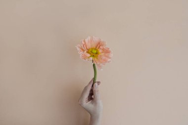 Tarafsız bronz bej arka planda, şeftali rengi gelincik çiçeği tutan kadınlar. Minimal stil natürmort çiçek kompozisyonu