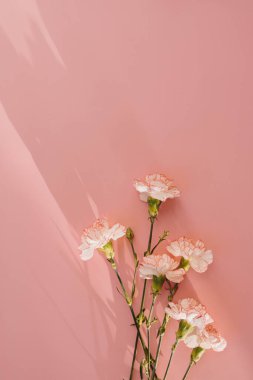 Pembe arka planda güzel pembe karanfil çiçekleri ve güneş ışığı gölgeleri. Estetik güneş ışığı gölgesi silueti olan zarif bir çiçek kompozisyonu.