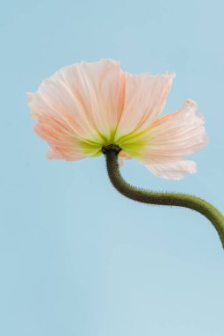 Mavi arka planda narin pembe haşhaş çiçeği sapı ve tomurcuğu. Estetik yakın görünüm çiçek kompozisyonu