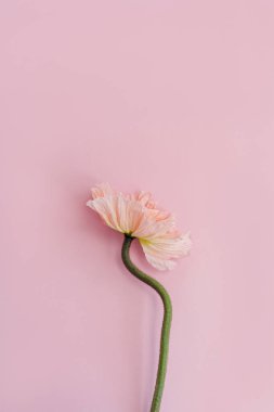 Pastel pembe arka planda zarif pembe haşhaş çiçeği. Estetik çiçekli sadelik kompozisyonu. Manzara çiçeğini kapat