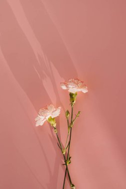 Pembe arka planda pembe karanfil çiçekleri ve güneş ışığı silueti.