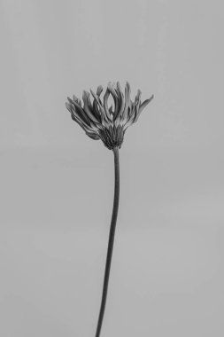 Tek renkli, siyah ve beyaz. Zarif Gerber çiçeği. Estetik çiçekli sadelik kompozisyonu. Manzara çiçeğini kapat