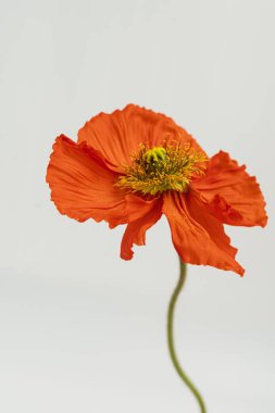 Beyaz arka planda kırmızı haşhaş çiçeği. Estetik çiçekli sadelik kompozisyonu. Manzara çiçeğini kapat