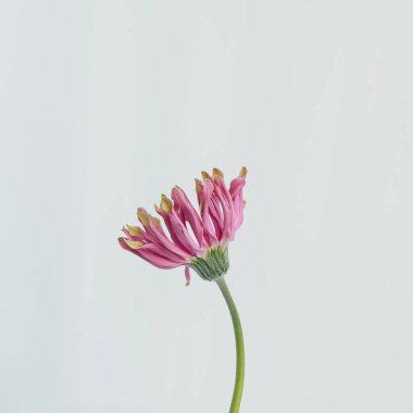 Beyaz arka planda pembe gerber çiçeği. Minimal stil natürmort çiçek kompozisyonu