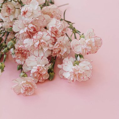 Pastel pembe arka planda pembe karanfilli çiçek buketi. Minimum çiçek kompozisyonu. Sevgililer Günü, Anneler Günü konsepti.