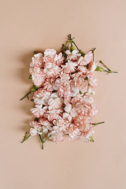Pembe arka planda pembe karanfil çiçekleri. Zarif kare şekli düz, üst görünüm çiçek kompozisyonu