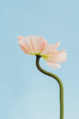 Mavi arka planda zarif şeftali, pembe haşhaş çiçeği. Estetik çiçekli sadelik kompozisyonu. Manzara çiçeğini kapat