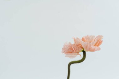 Beyaz arka planda güzel, pembe haşhaş çiçeği. Estetik minimum çiçek bileşimi