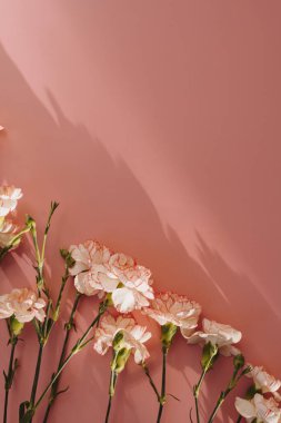 Pembe arka planda pembe karanfil çiçekleri ve güneş ışığı silueti.