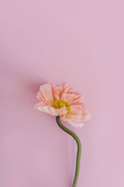 Pembe arka planda haşhaş çiçeği. Minimal stil natürmort çiçek kompozisyonu