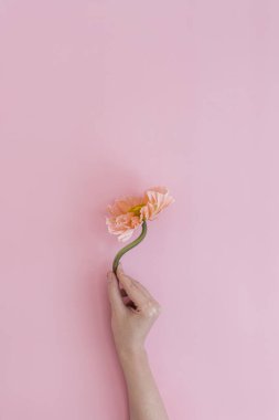 Pastel pembe arka planda zarif pembe haşhaş çiçeğini tutan bir kız. Estetik çiçekli sadelik kompozisyonu