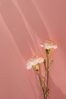 Pembe arka planda pembe karanfil çiçekleri ve güneş ışığı silueti.