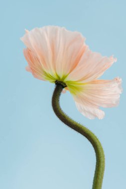 Pastel mavi arka planda güzel pembe haşhaş çiçeği. Estetik minimum çiçek bileşimi