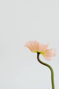 Beyaz arka planda zarif şeftali, pembe haşhaş çiçeği. Estetik çiçekli sadelik kompozisyonu. Manzara çiçeğini kapat