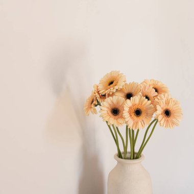 Estetik çiçek kompozisyonu. Beyaz kil vazoda zarif nazik Gerbera papatya çiçekleri.