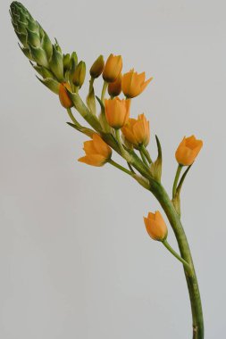 Beyaz arka planda Beytüllahim 'in Turuncu Yıldızı çiçeği. Minimal stil natürmort çiçek kompozisyonu