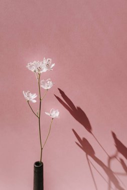 Soluk pembe arka planda güneş ışığı gölgeli estetik çiçek