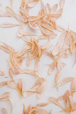 Beyaz arka planda pastel pembe çiçek yaprakları. Minimum çiçek bileşimi