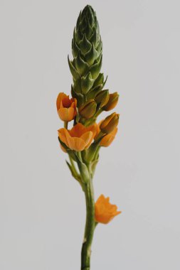 Beyaz arka planda Beytüllahim 'in Turuncu Yıldızı çiçeği. Minimal stil natürmort çiçek kompozisyonu