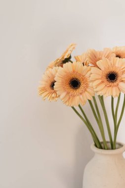 Güzel solgun Gerbera çiçekleri beyaz duvarın üzerinde. Estetik minimum çiçek bileşimi