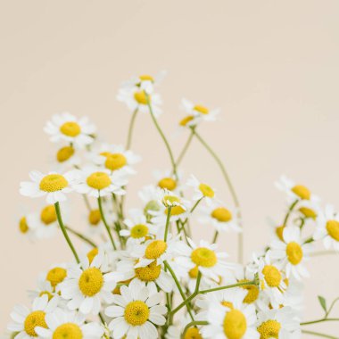 Bej arka planda papatya çiçeği buketi. Minimal stil natürmort çiçek kompozisyonu