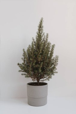Beyaz duvarın üzerinde saksıda süslenmiş Noel ağacı değil.