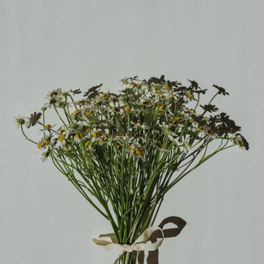 Beyaz arka planda papatya çiçeği buketi. Minimal stil natürmort çiçek kompozisyonu