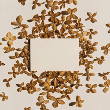 Kağıt sayfa kartı boş kopya alanı ve beyaz arkaplanda kurumuş yıldız çiçek yaprakları