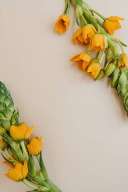 Beytüllahim 'in zarif yıldızının çerçevesi bej arka planda. Estetik çiçekli sadelik kompozisyonu. Manzara çiçeğini kapat