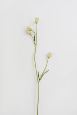 Zarif beyaz çiçek sapı. Estetik çiçekli sadelik kompozisyonu. Manzara çiçeğini kapat