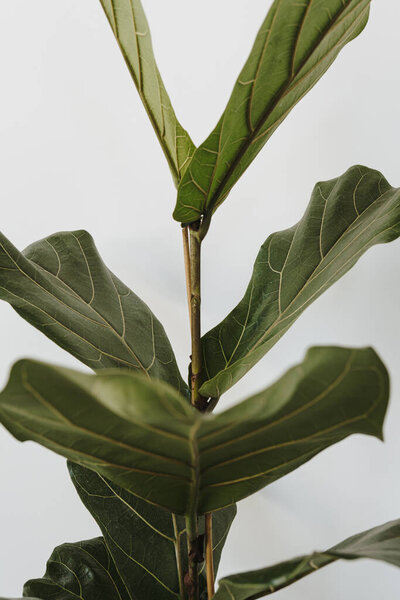 Beautiful green ficus plant leaves over white wall. Elegant minimal floral background