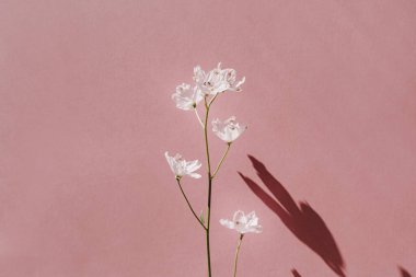 Pembe duvarda güneş ışığı silueti olan güzel pembe bir çiçek. Güneş ışığının gölgesinde estetik minimum çiçek kompozisyonu