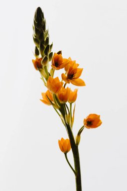 Beyaz arka planda Beytüllahim 'in zarif yıldızı. Estetik çiçekli sadelik kompozisyonu. Manzara çiçeğini kapat