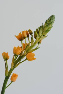 Beyaz arka planda Beytüllahim 'in Turuncu Yıldızı çiçeği. Minimal stil natürmort çiçek kompozisyonu