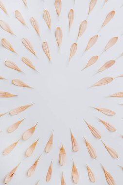 Beyaz arka planda güzel somon pembe çiçek yapraklarının yuvarlak çerçevesi. Düz yerde, üst tarafta. Boş kopya alanına sahip çiçek arkaplanı