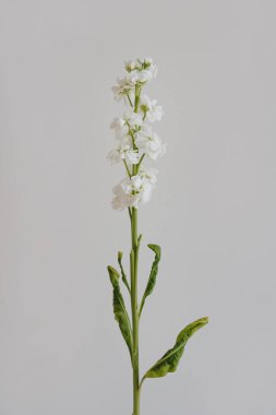 Beyaz arka planda zarif Matthiola çiçeği sapı. Estetik çiçekli sadelik kompozisyonu. Manzara çiçeğini kapat